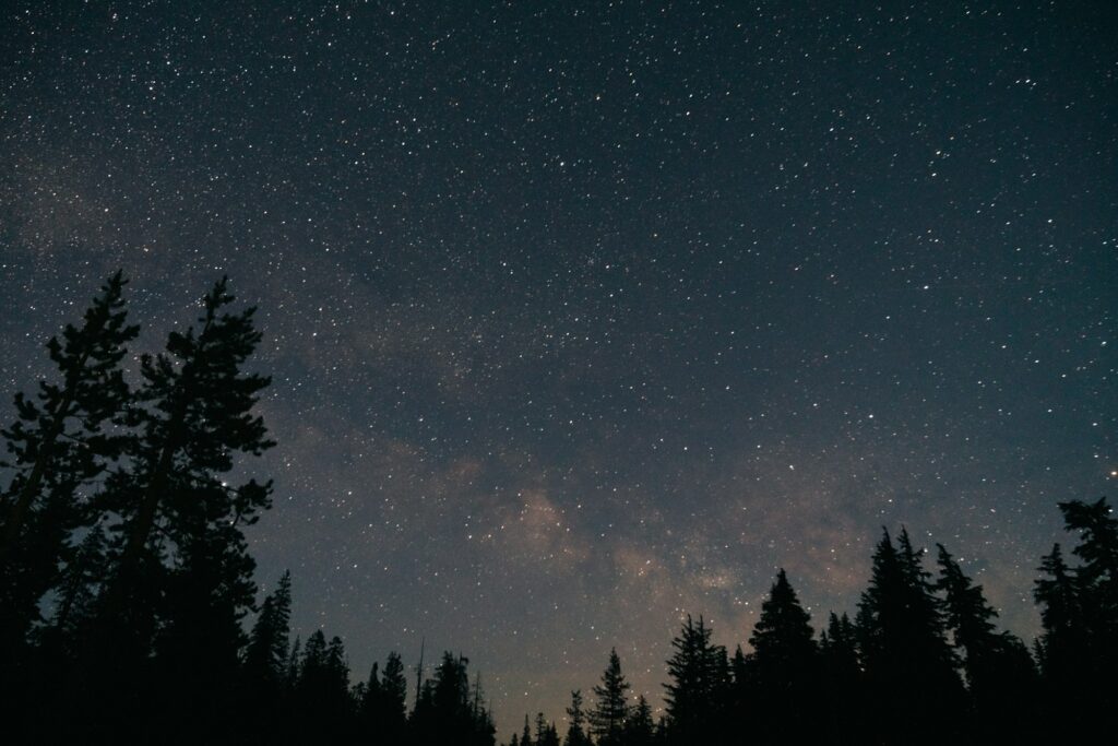 Forest and the starry sky in the night