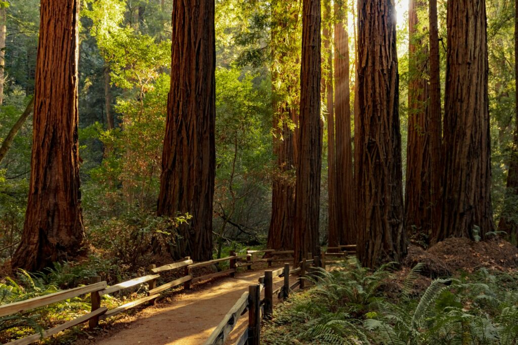 Hiking trail in redwood forest