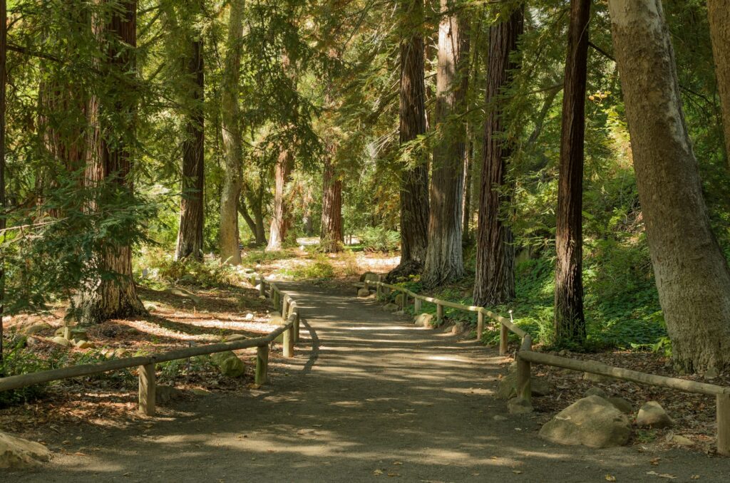 Hiking trail path among the redwood trees in the forest